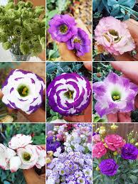 Image result for eustoma lisianthus in garden