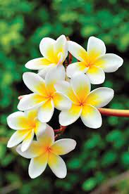 Serving san diego county california. Pj Bremier S Fine Living Planting Plumerias Adds Aloha To Your Garden Marin Independent Journal