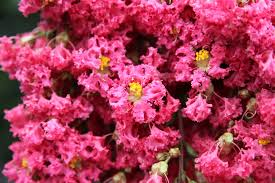 Maybe you would like to learn more about one of these? Caring For Crepe Myrtles The Tree Shop