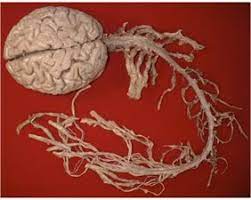 Tumors can form in almost any type of tissue or cell in the brain or spinal cord. Cranial Anatomy Dr Raoul E Pope Neurosurgeon Spine Surgeon Sydney Neurosurgery Spine Surgery Sydney