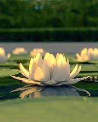 Browse 19,051 white lotus stock photos and images available, or search for white lotus flower to find more. Free Download White Lotus Emirage
