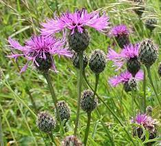 Page Not Found River Of Flowers Wildflower Garden Flowers Flower Guide
