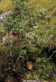 Image result for Faurea