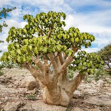 Image result for Cyphostemma