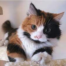 Pin By K E V S On Gatos Kittens Cutest Cats Cats And Kittens