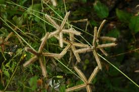 Image result for Dactyloctenium aegyptium