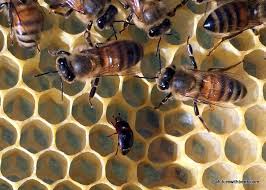 Thus limiting the number of beetle. Small Hive Beetle 101
