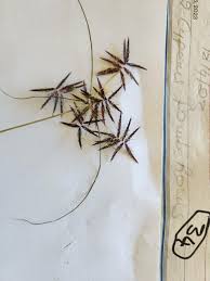 Image result for Cyperus amauropus