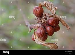 Image result for Cordia sinensis