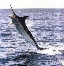 marlin fishing in florida marlin fishing marlin blue marlin fish