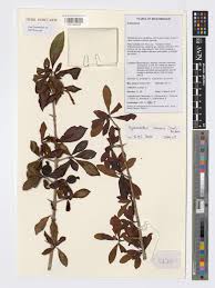 Image result for Hyperacanthus amoenus