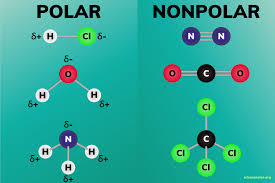 Another example is the nonpolar molecule methane, ch4. Polar And Nonpolar Molecules