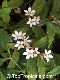 Image result for Mitriostigma axillare