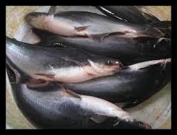 Taksonomi serta morfologi ikan patin ikan patin (pangasius sp.) merupakan salah satu ikan asli perairan indonesia yang telah berhasil didomestikasi. Jual Murah Ikan Patin Kemasan 2 Kg Di Lapak Lucys Food And Drink Bukalapak