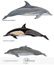 Common Whale And Dolphin Types In Algoa Bay Ab Marine