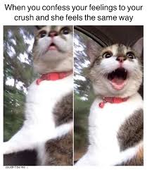 Check spelling or type a new query. When She Says Yes R Wholesomememes Wholesome Memes Know Your Meme