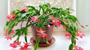 Find the perfect heart shaped cactus stock photos and editorial news pictures from getty images. Types Of Christmas Cactus Plants Varieties And Colors