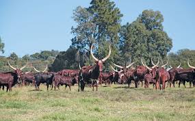 Cyril ramaphosa foundation partner entity, black umbrellas, has partnered with the council for scientific and industrial research (csir) to provide technical and technological support to small. Ankole Longhorn Cyril Ramaphosa S Passion And Pride