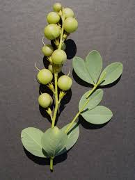 Image result for Indigofera simplicifolia