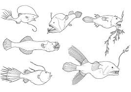 By laura geggel 02 september 2021 he quickly released the tortilla fish back into tampa bay. Deep Sea Creature Angler Fish Coloring Pages Best Place To Color Deep Sea Creatures Fish Coloring Page Angler Fish Drawing