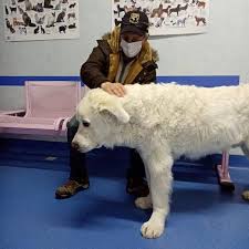 Nel nostro ristorante troverete piatti deliziosi e un'atmosfera speciale. La Storia Di Orso Il Pastore Abruzzese Che Commuove Il Web Foto