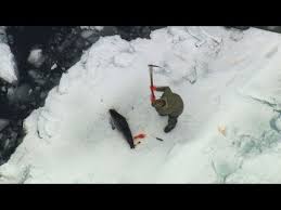 2014 Canadian Seal Hunt Exposed Youtube