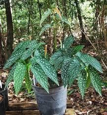 Frangipini Gardens Begonia Coccinea A Tall Cane Type Begonia Easy To Grow Houseplants Banana Plants