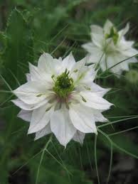 Timeless and elegant, they provide a modern aesthetic, leaving visual space for colorful accents like furniture, hardscape or what's blooming now: White Nigella Love In A Mist Planting Flowers Beautiful Flowers Love Flowers