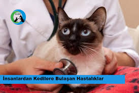 Insanlardan Kedilere Bulasan Hastaliklar Dost Dernegi
