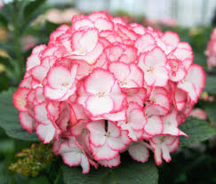 Image result for Illigera pentaphylla