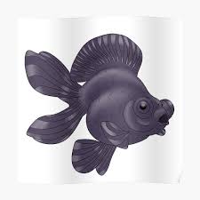 Coast gem usa offers show quality telescope butterfly goldfish for sale. Oranda Posters Redbubble