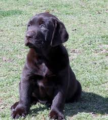 This is chocolate lab puppies 2017 by laurel drain on vimeo, the home for high quality videos and the people who love them. White Yellow Lab Puppies For Sale By Damascus Way Labradors