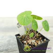 Image result for Stephania cyanantha