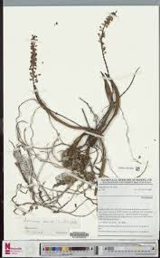 Image result for Diaphananthe vesicata
