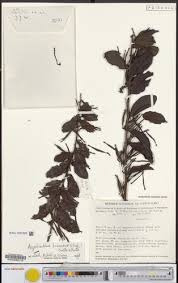 Image result for Agelanthus brunneus