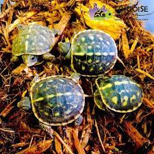 Pin On Turtle