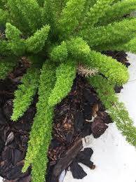 Foxtail Fern Asparagus Densiflorus Myers Your Plant Appears To Be A Myers Asparagus Prized For Its Stiff Upright Stems T Asparagus Fern Foxtail Fern Plants