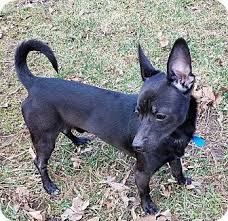 Chicago cat rescue is unique in that all of our animals available for adoption are cared for in private foster homes. Sheridan Il Dachshund Chihuahua Mix Meet Batman Chiweenie A Dog For Adoption Http Www Adoptapet Com Pet 178029 Dachshund Adoption Pets Dachshund Mix