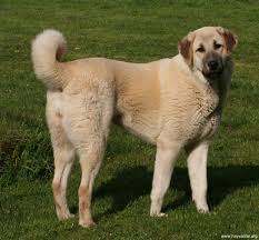 Widely described as being a gentle giant, the breed is gentle and great with kids, and, if socialized early, it will happily mix and live with dogs and other family animals. Anatolian Shepherd