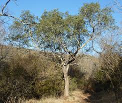 Image result for Balanites maughamii