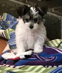 Black And White Yorkie Poo Puppies For Sale My Yorkie Poo Pup Loki He Is Black And White Parti Absolutely Perfect Yorkie Poo Yorkie Dog Breeds