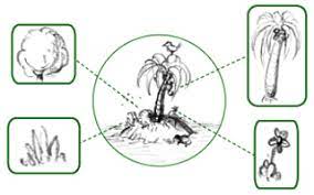 A collection of the flora and fauna was to be made, as well as a map of the country passed through. Flora Meaning In Tamil