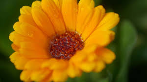 Innerlich und äußerlich angewendet soll calendula desinfizierend, entzündungshemmend und wundheilungsfördernd wirken. Calendula Tinktur Fur Die Hausapotheke Hilfe Bei Hautentzundungen