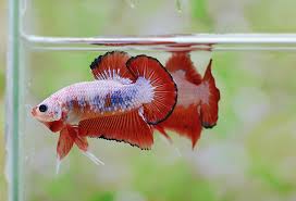 The thought of getting your fish from another part of the. Tmtbetta Aquabid Bettasmart