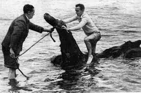 Nessie's Debut: 11 Original Articles about the Loch Ness Monster - The  official blog of Newspapers.com