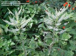 The sweet almond bush can be grown in containers. Plantfiles Pictures Aloysia Species Incense Bush Sweet Almond Bush Aloysia Virgata By Jackieshar