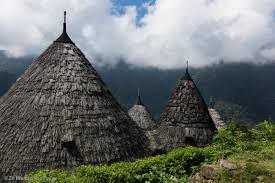 Image result for Selago barabei