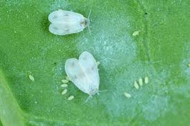 Image result for whitefly in cucumber