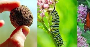 Save The Butterflies With Diy Milkweed Seed Bombs Milkweed Seeds Seed Bombs Monarch Butterfly Garden