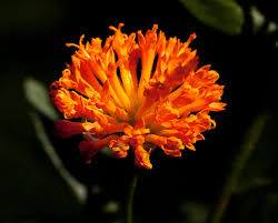 Image result for Hypericophyllum compositarum